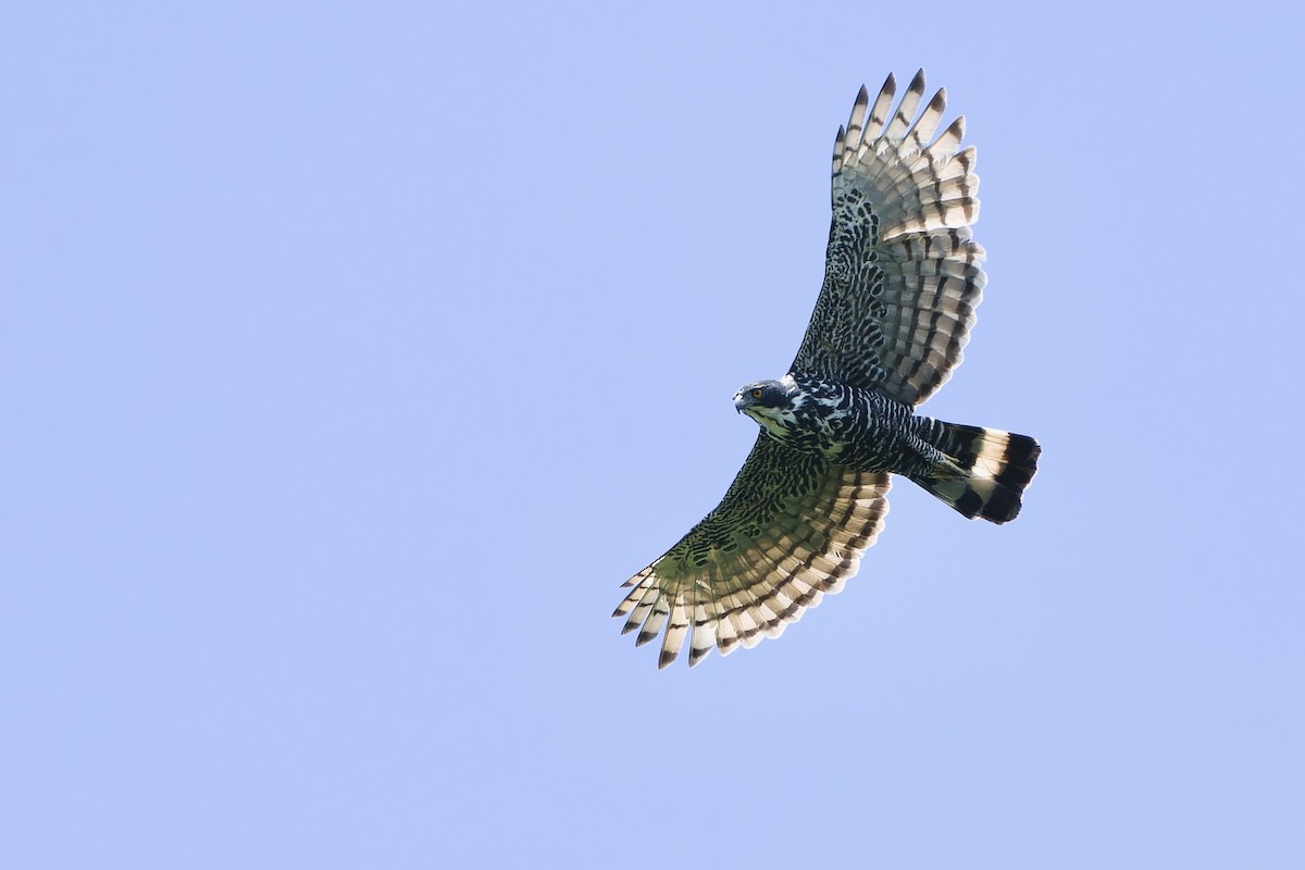 Blyth's Hawk-Eagle - Sam Hambly