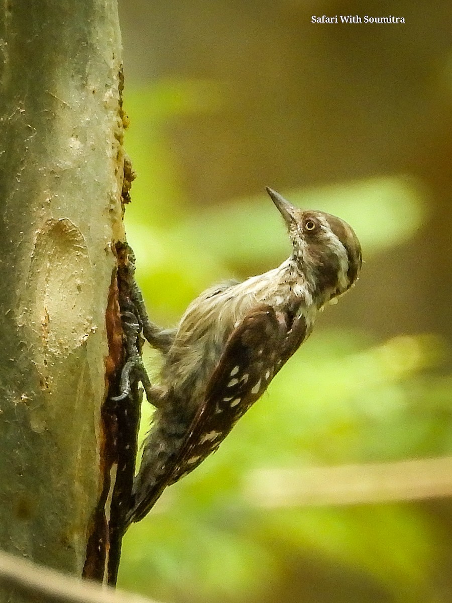 Brown-capped Pygmy Woodpecker - ML590914321