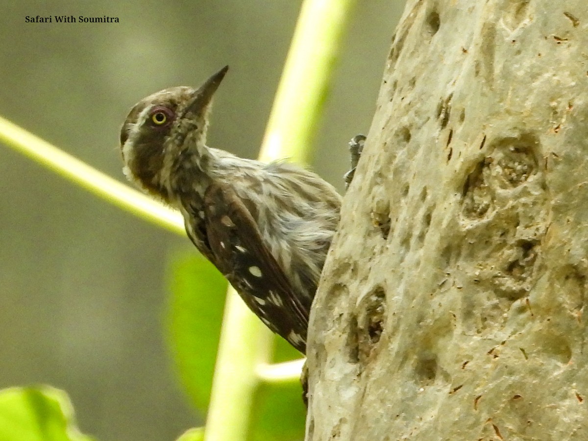 Brown-capped Pygmy Woodpecker - ML590914331