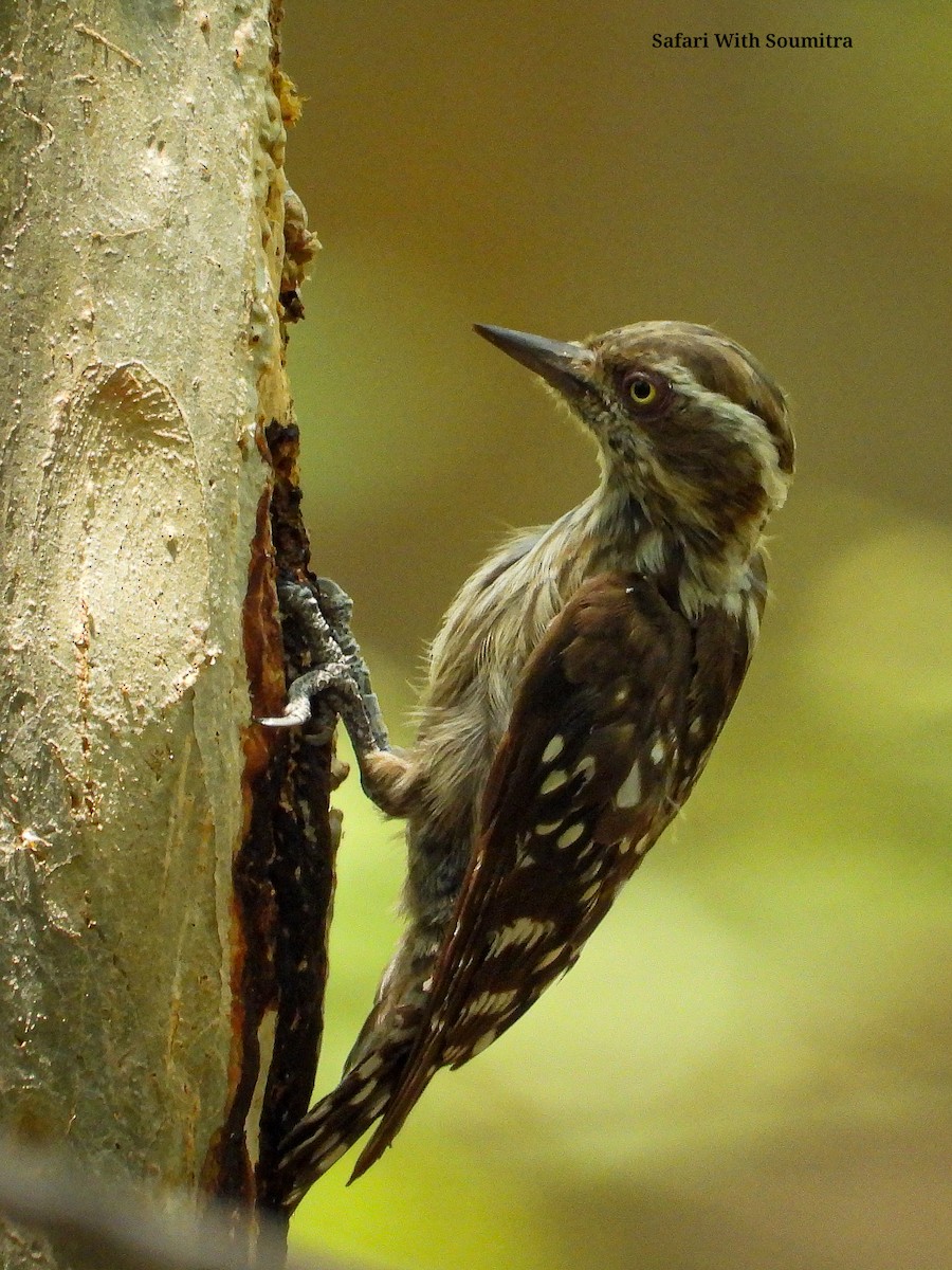 Brown-capped Pygmy Woodpecker - ML590914341
