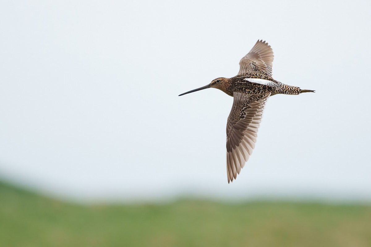 Long-billed Dowitcher - ML590917751
