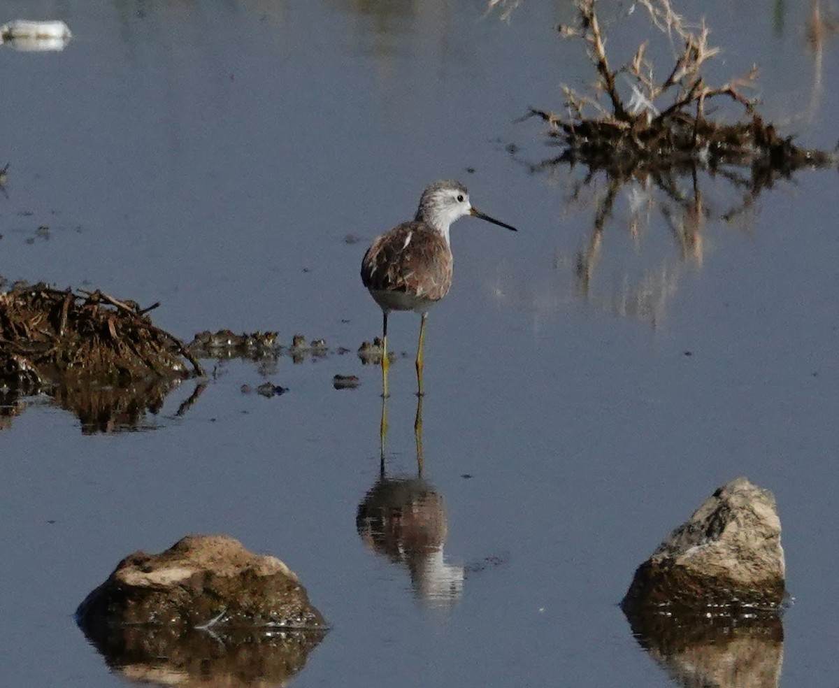 Spotted Redshank - ML590918401