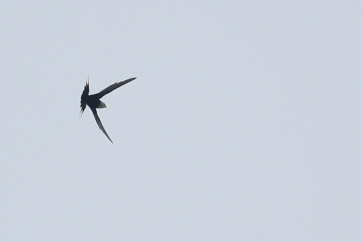 Great Swallow-tailed Swift - Tim Lenz