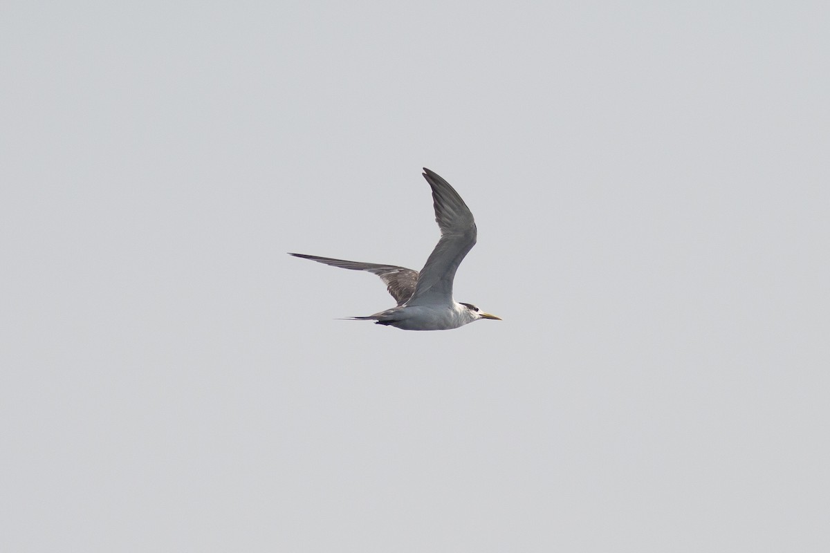 Great Crested Tern - ML590922221