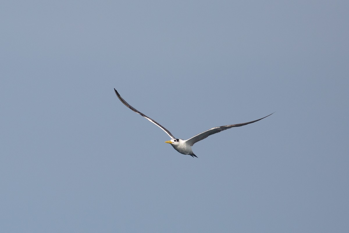 Great Crested Tern - ML590922231