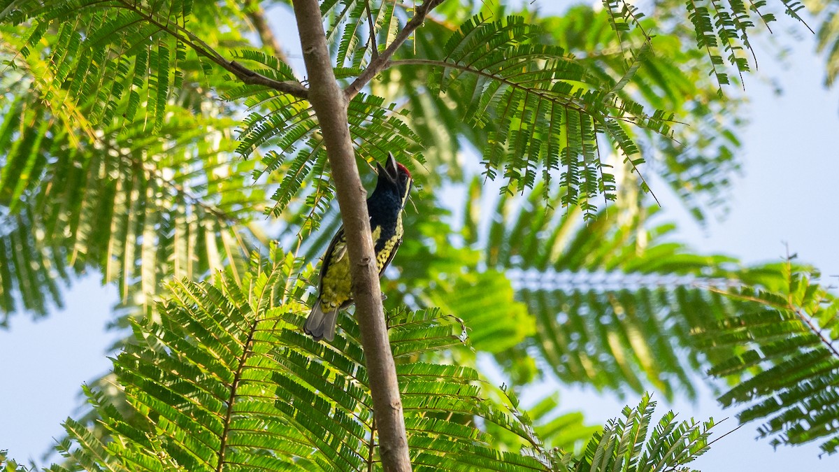 Yellow-spotted Barbet - ML590924071