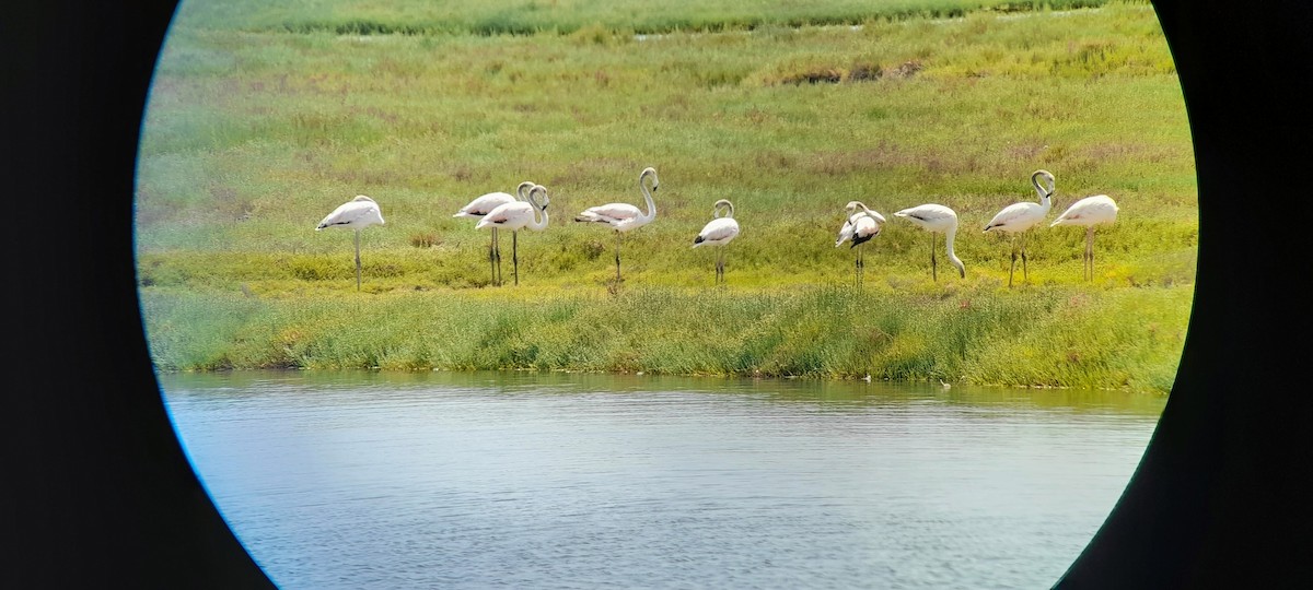 Greater Flamingo - Dragan Simic