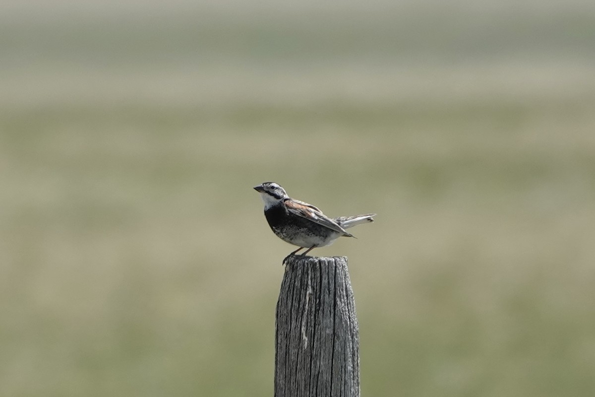 Thick-billed Longspur - ML590931161