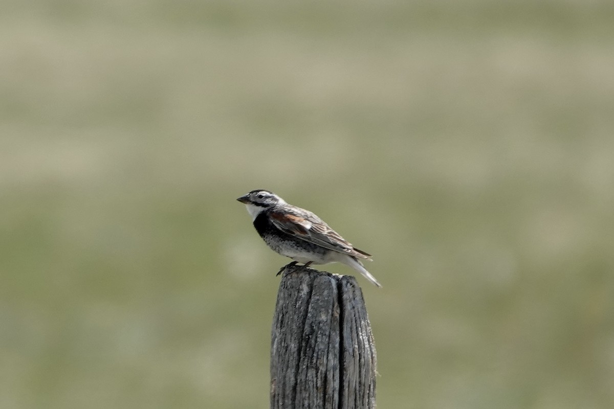 Thick-billed Longspur - ML590931171