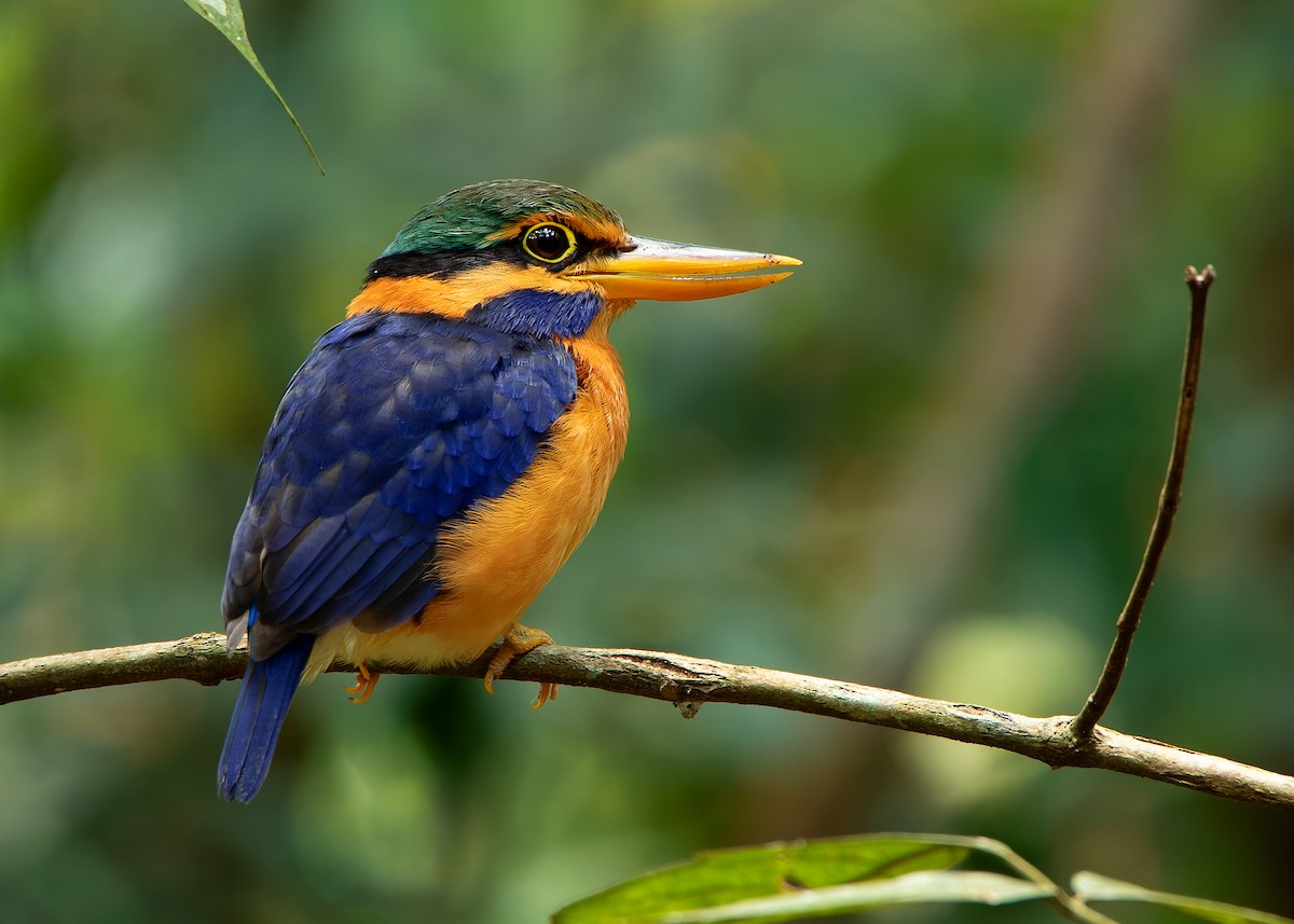 Rufous-collared Kingfisher - Ayuwat Jearwattanakanok