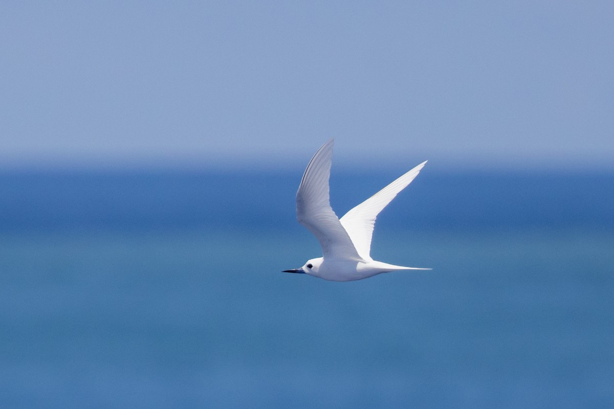 White Tern - ML590936321