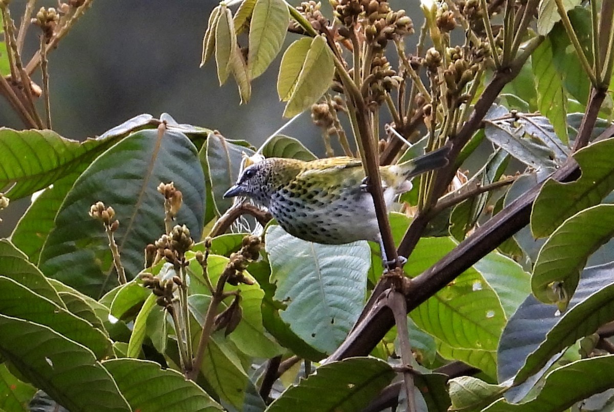 Spotted Tanager - ML590941141