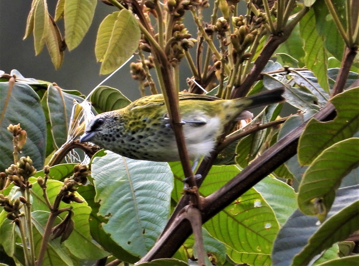 Spotted Tanager - Morten Winther Dahl