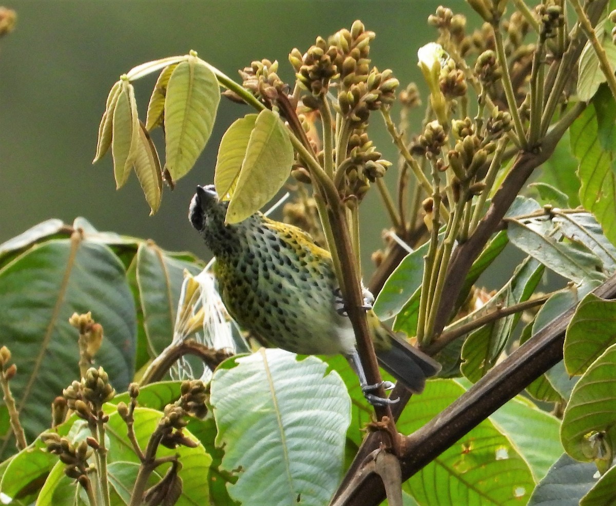 Spotted Tanager - ML590941281