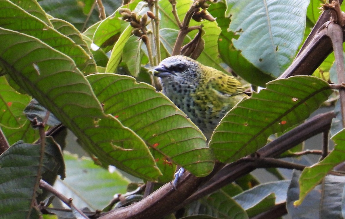 Spotted Tanager - ML590941381