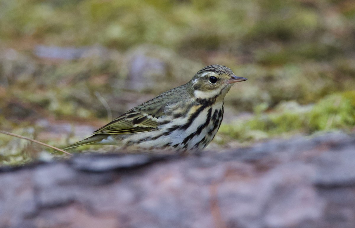 Olive-backed Pipit - ML590942621