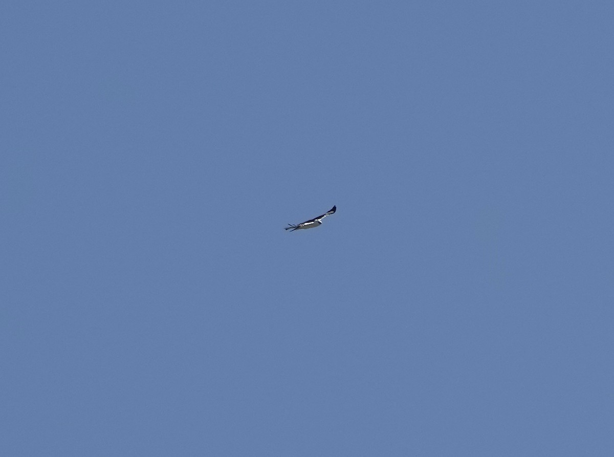 Black-and-white Hawk-Eagle - ML590946661