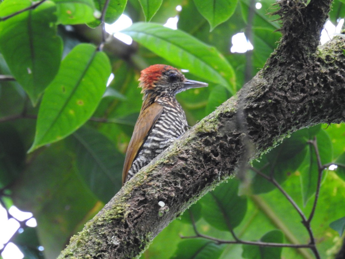 Choco Woodpecker - Julian Parra Guía Bahia Solano