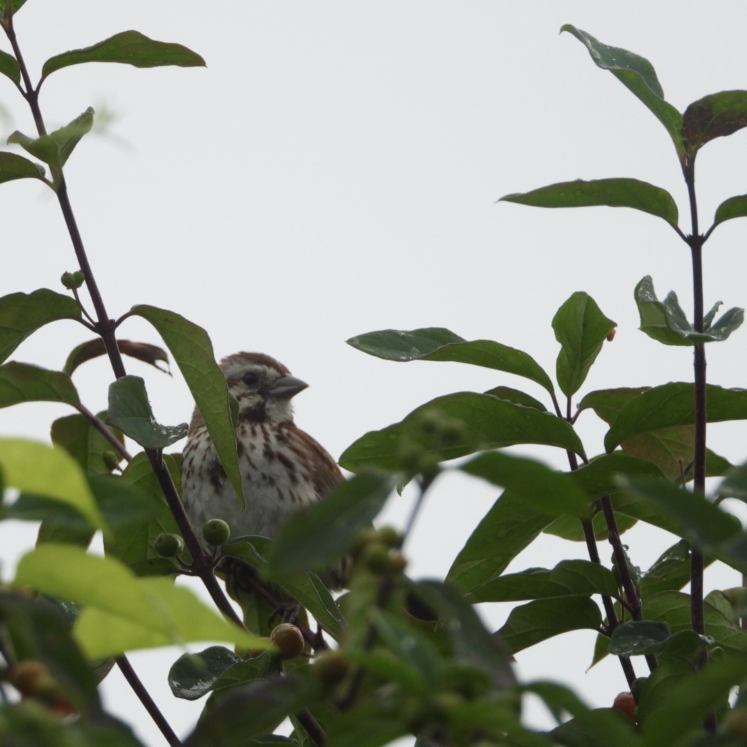 Song Sparrow - Spence Brennick