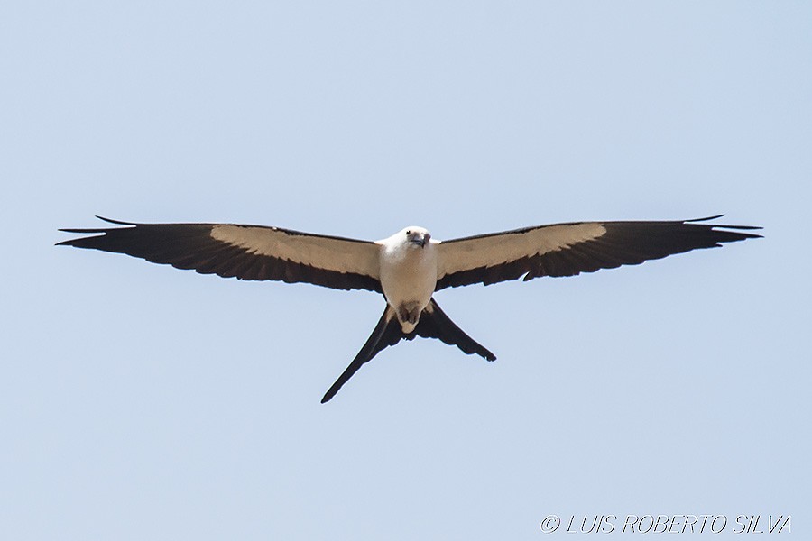 Swallow-tailed Kite - ML590949661