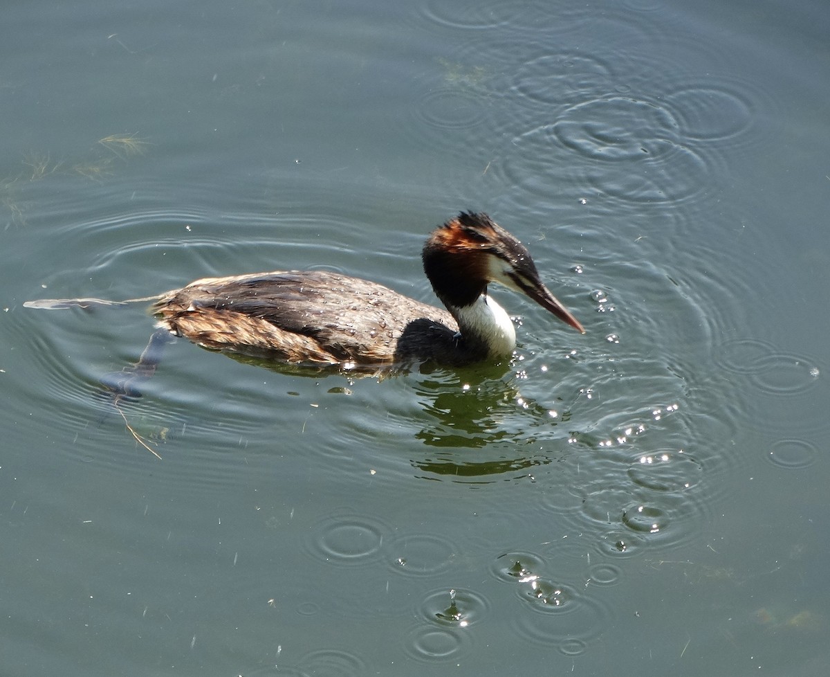 Great Crested Grebe - ML590949691