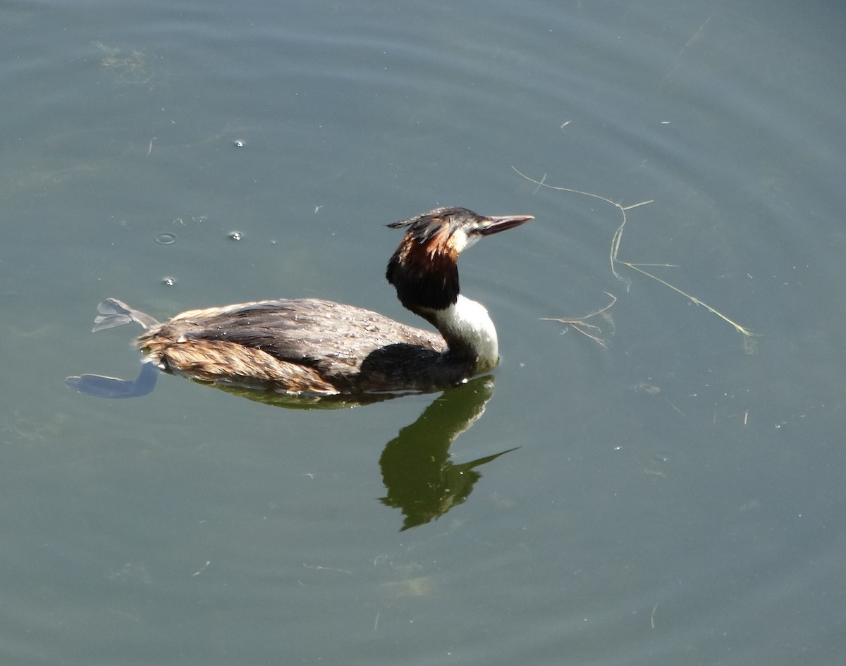 Great Crested Grebe - ML590949701