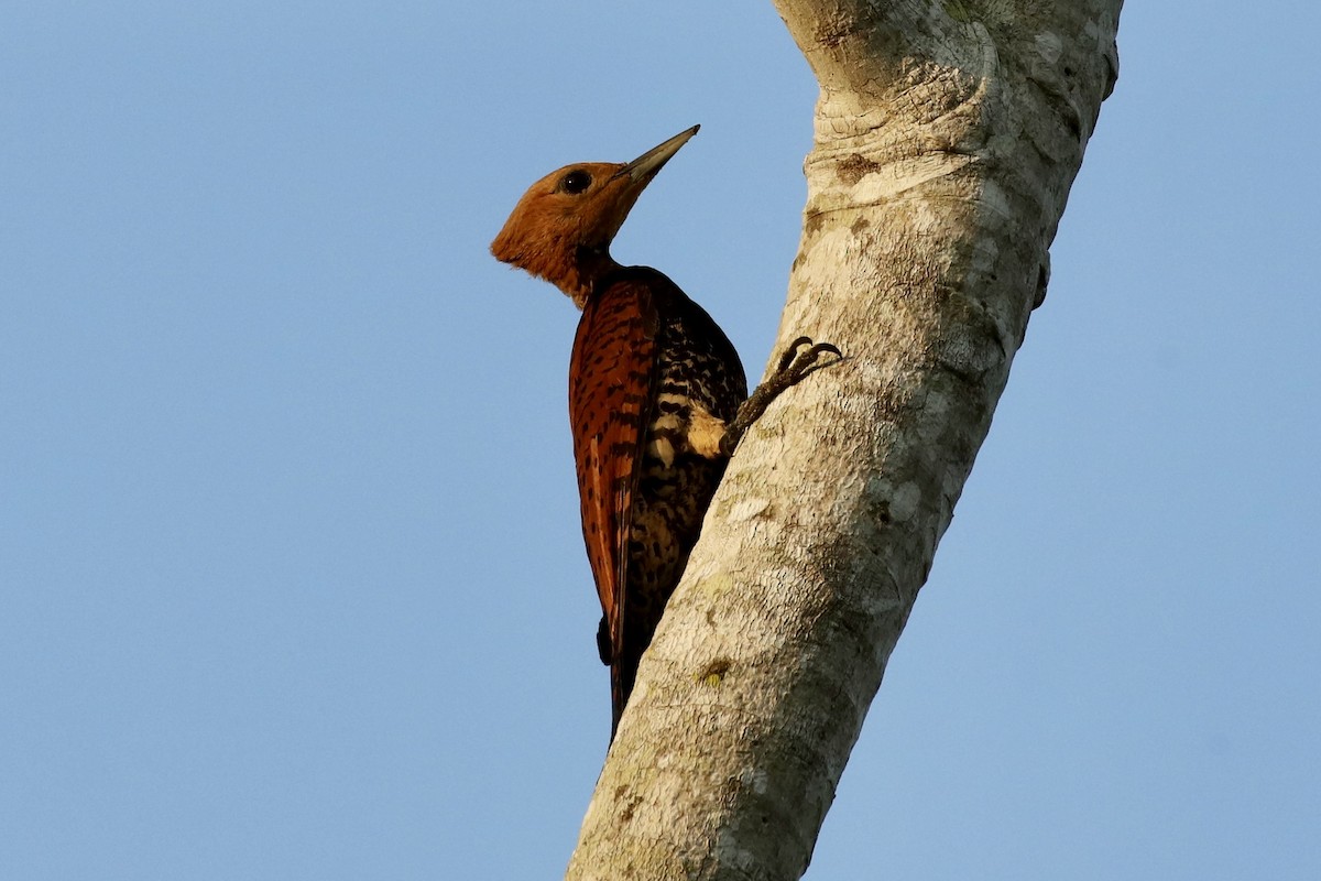 Ringed Woodpecker (Amazonian Black-breasted) - Jonathan Slifkin