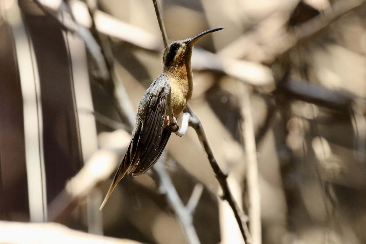 kolibřík skořicový - ML590952291