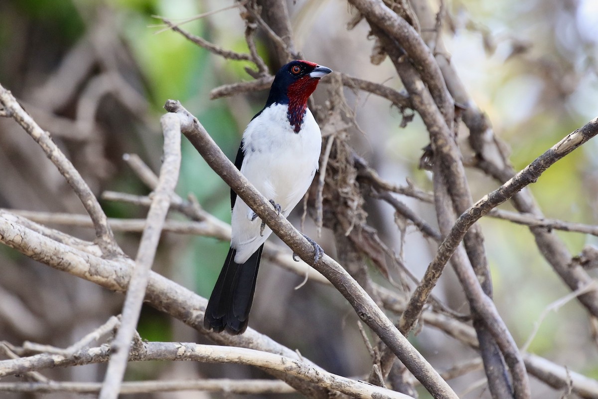 Crimson-fronted Cardinal (Araguaia) - ML590952331
