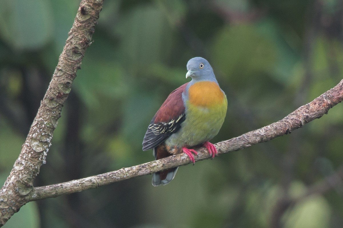 Little Green-Pigeon - Francis Yap