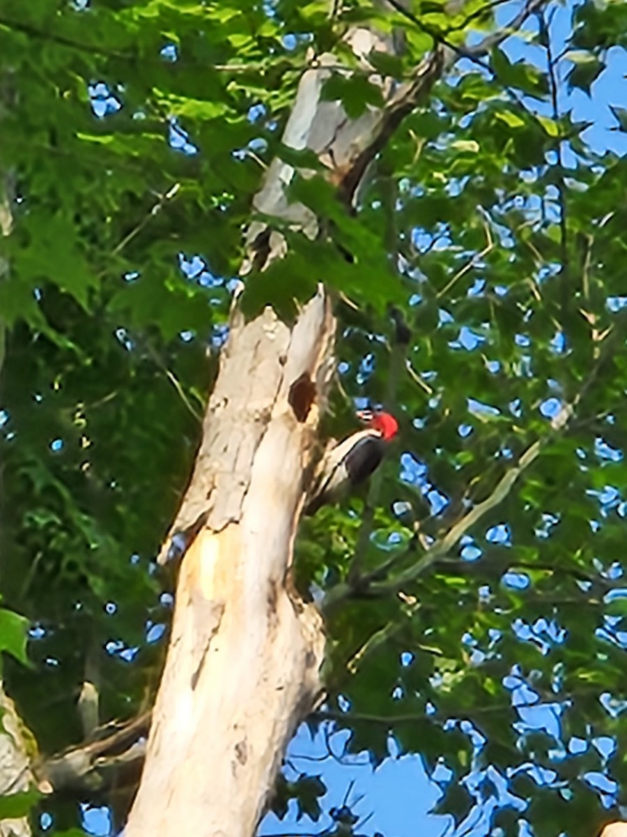 New York Breeding Bird Atlas Checklist - 4 Jul 2023 - Oswego County Rec