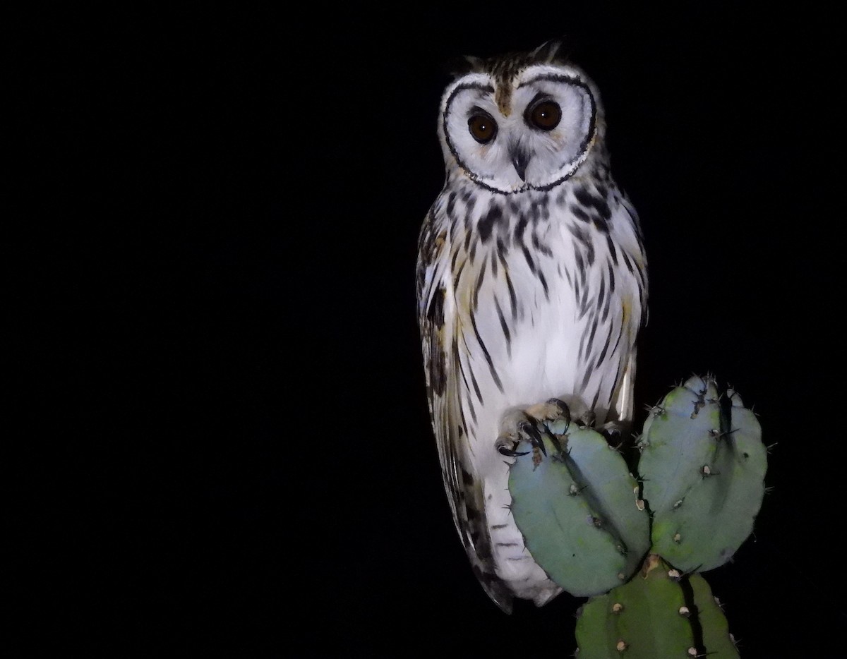 Striped Owl - Rafael Salcedo