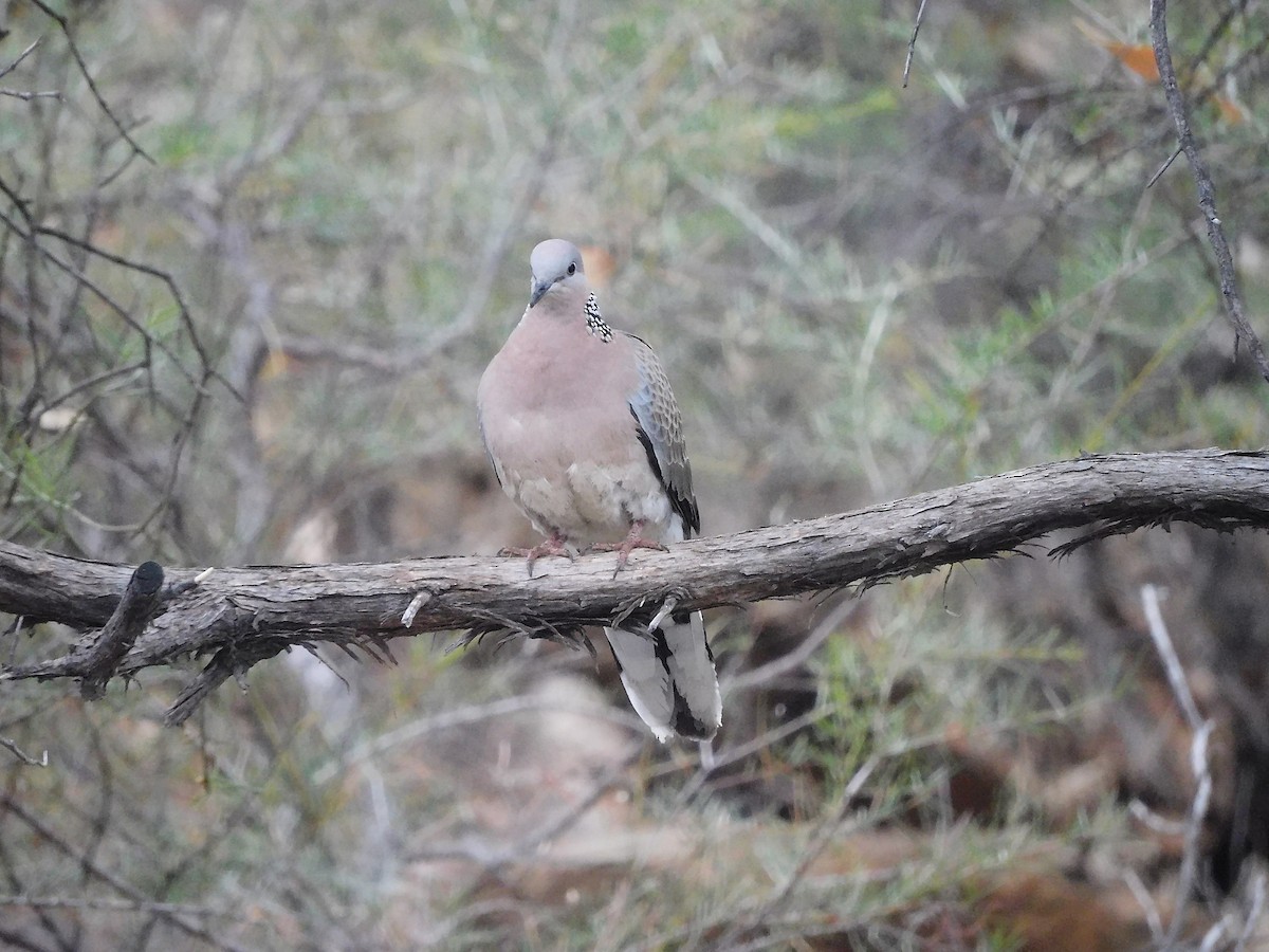 Spotted Dove - ML590955561