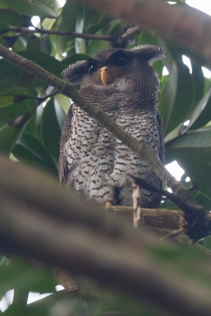 Barred Eagle-Owl - Francis Yap