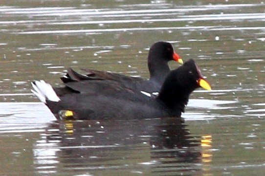 Red-fronted Coot - Manfred Bienert