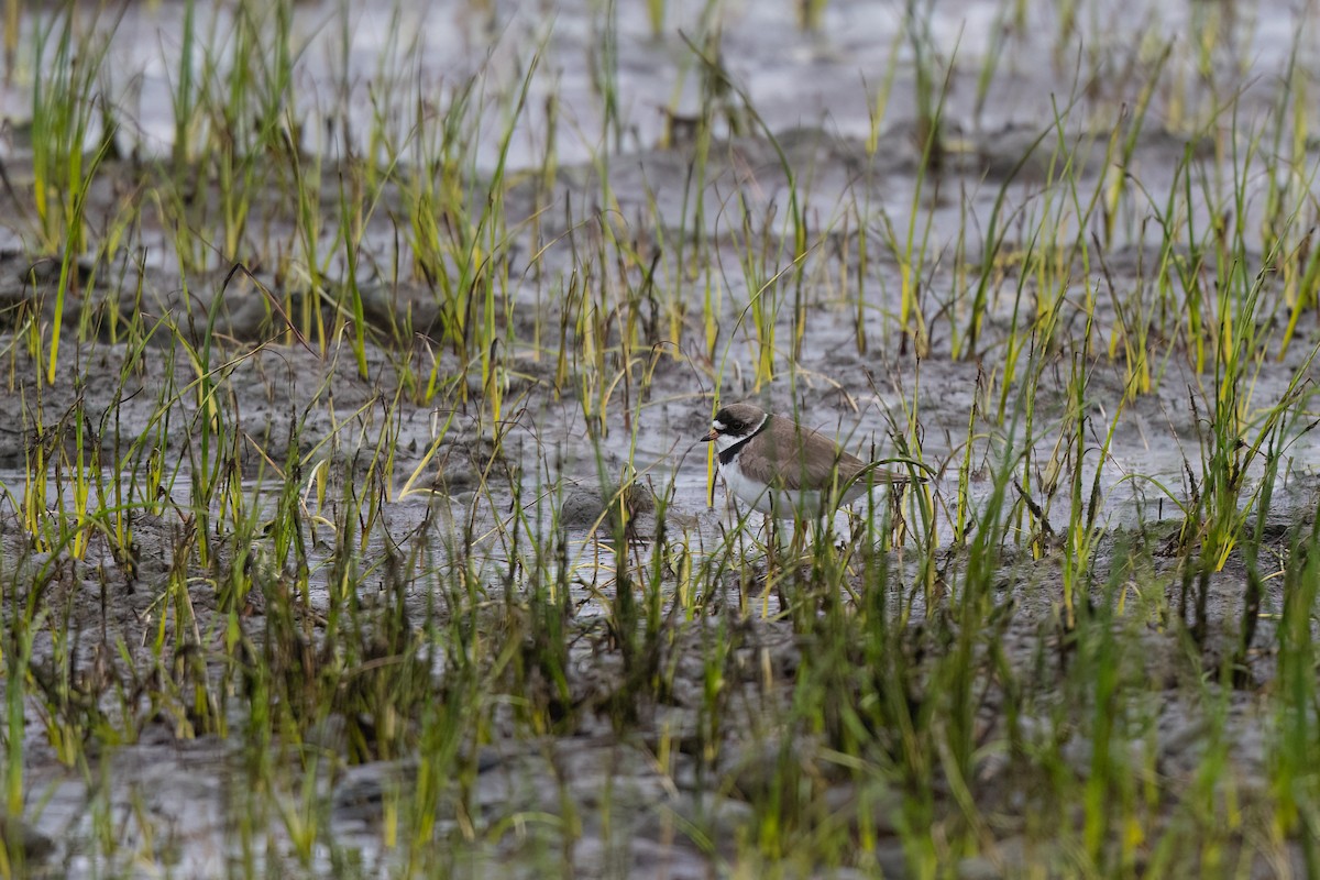 Semipalmated Plover - ML590979811