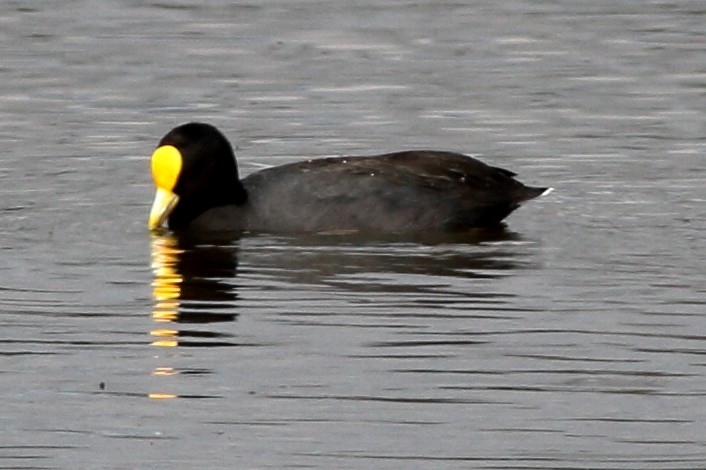 White-winged Coot - Manfred Bienert