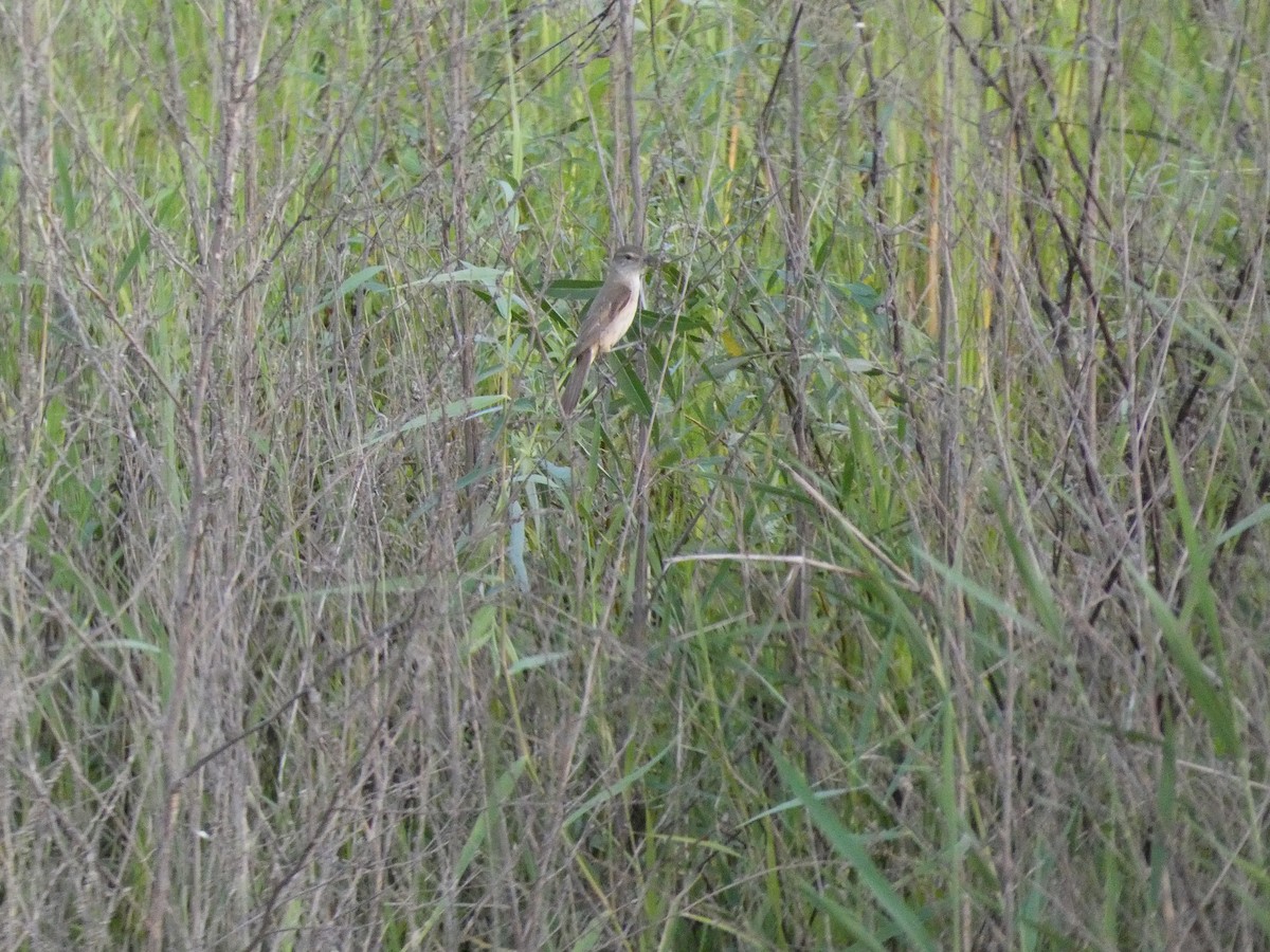Oriental Reed Warbler - ML590985851