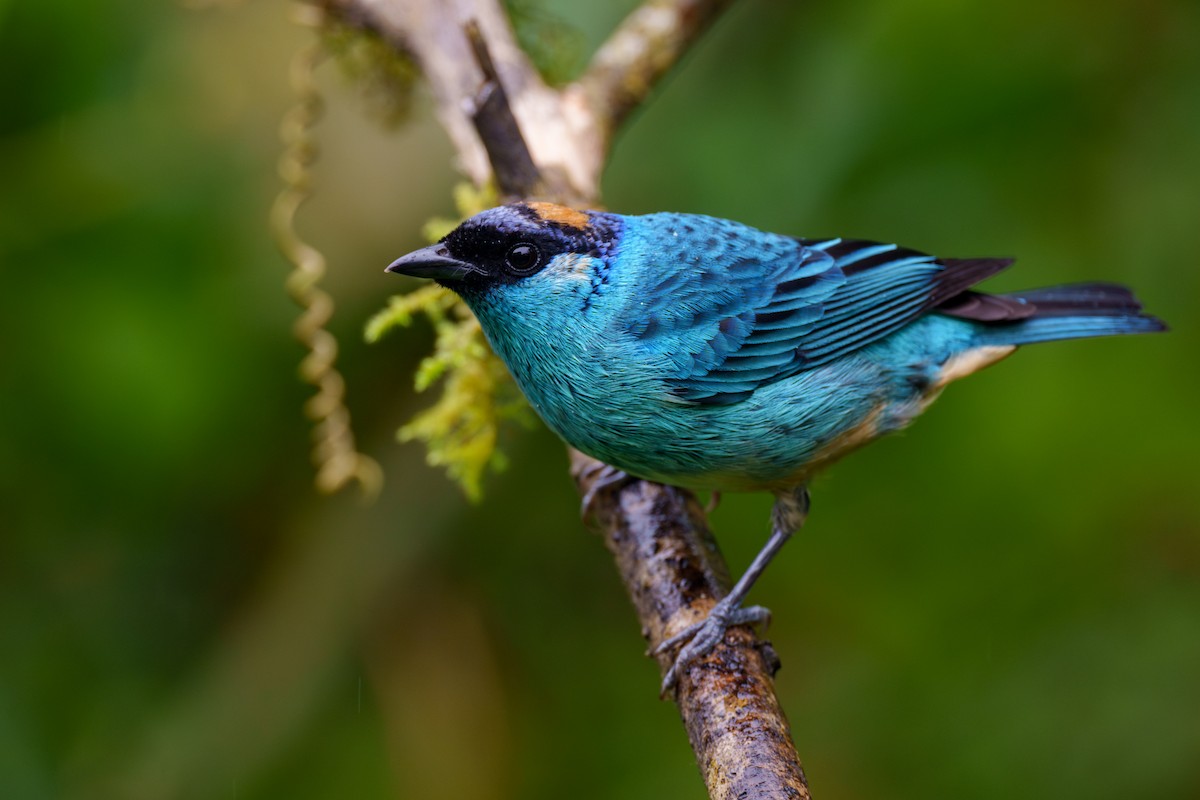 Golden-naped Tanager - ML590987431