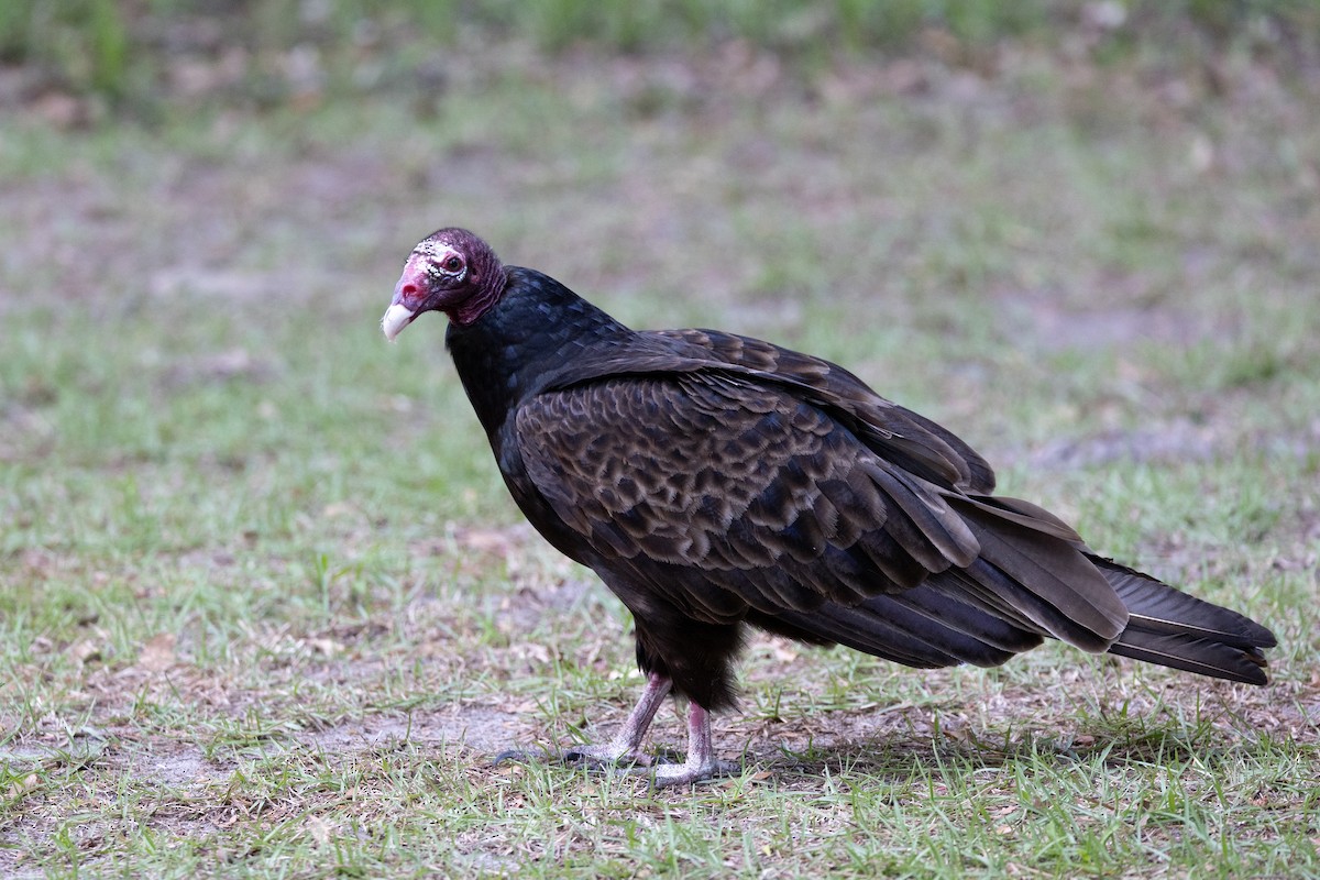 Turkey Vulture - ML590990931