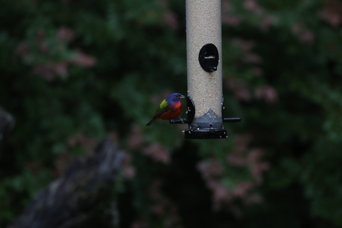 Painted Bunting - ML590991461