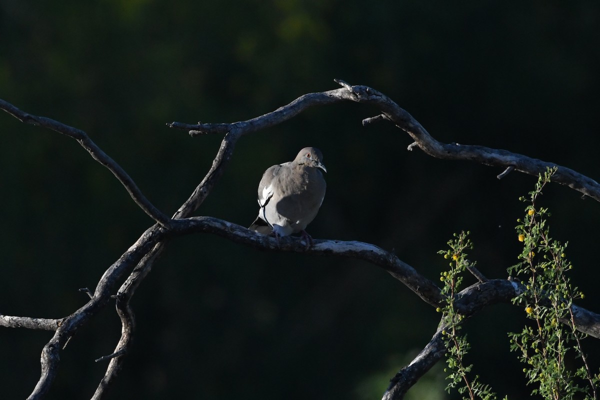 White-winged Dove - ML590993661