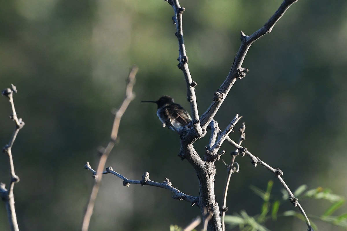 Black-chinned Hummingbird - ML590993701