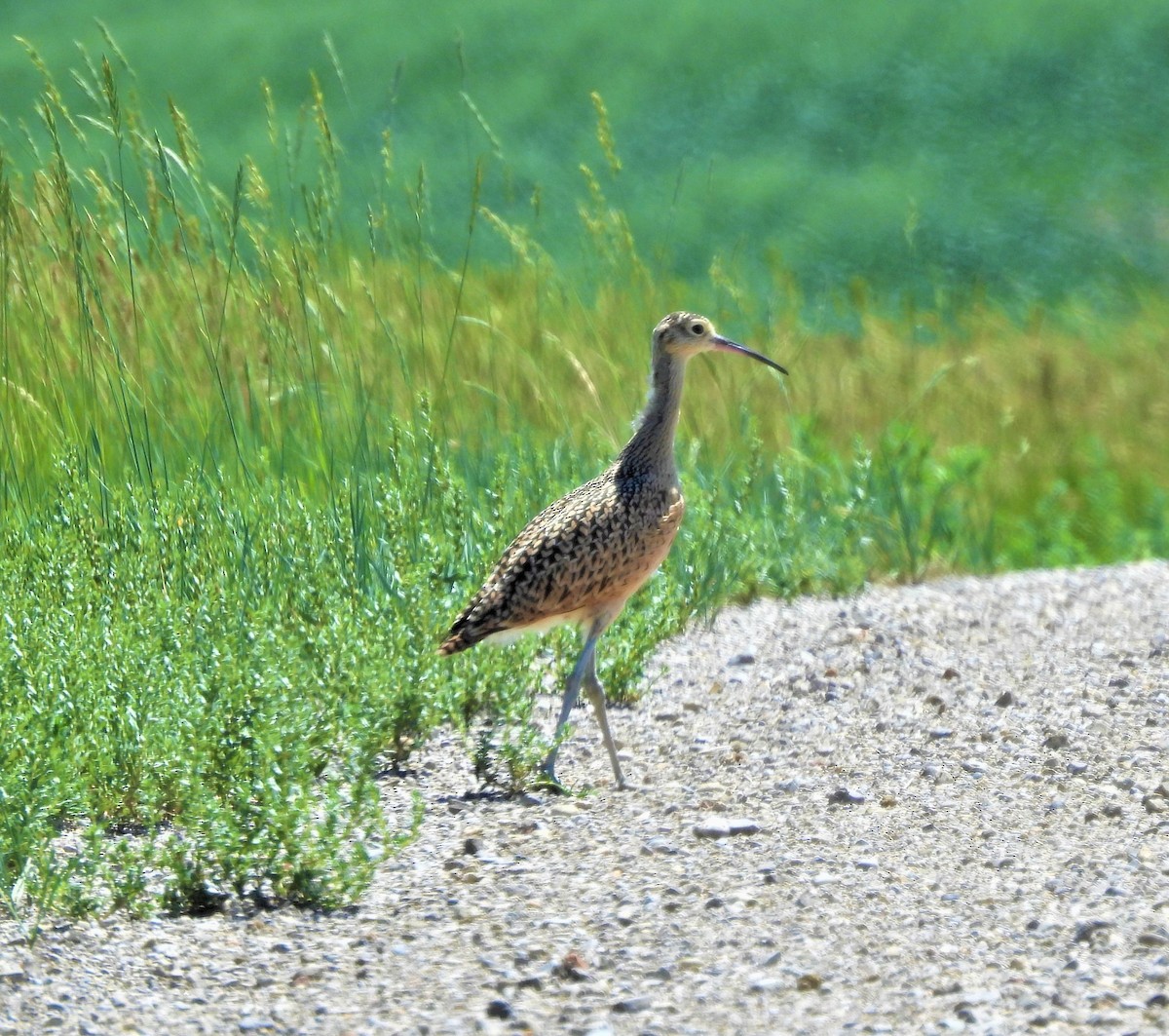 Long-billed Curlew - ML590993881