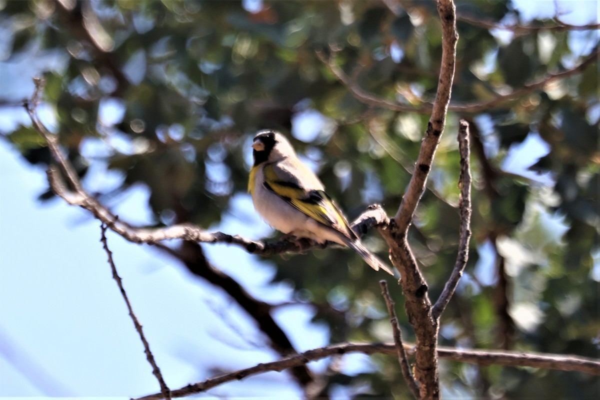 Lawrence's Goldfinch - ML590999951