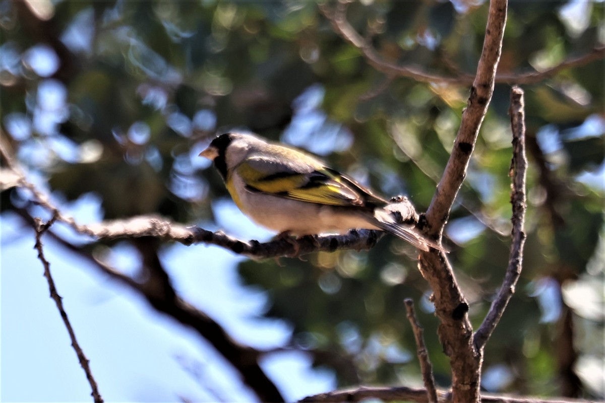Lawrence's Goldfinch - ML591000291