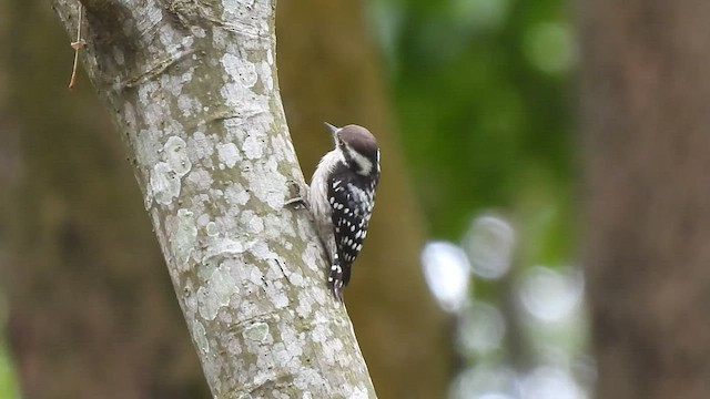 Brown-capped Pygmy Woodpecker - ML591003331