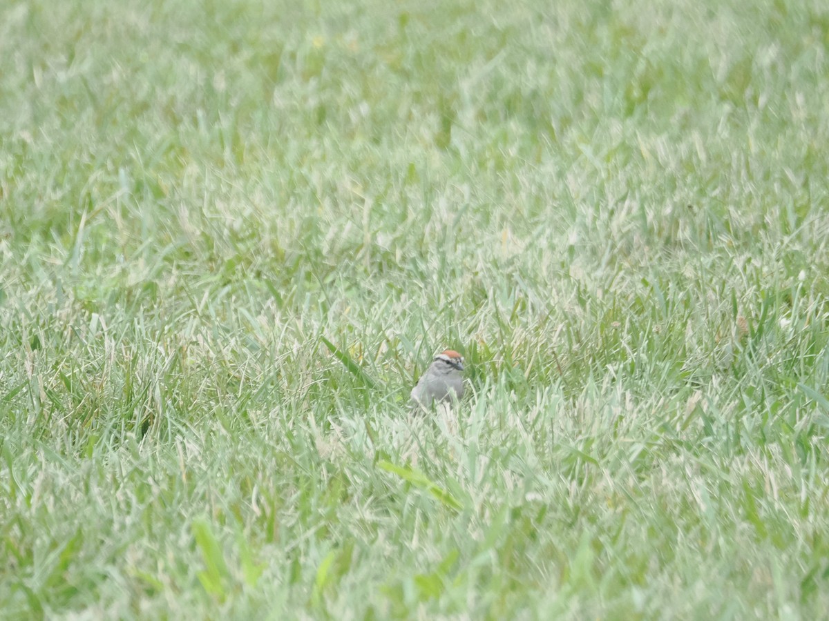 Chipping Sparrow - ML591006721