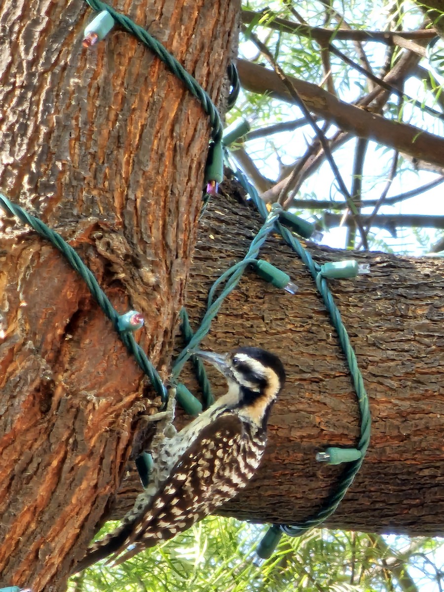 Ladder-backed Woodpecker - ML591010761