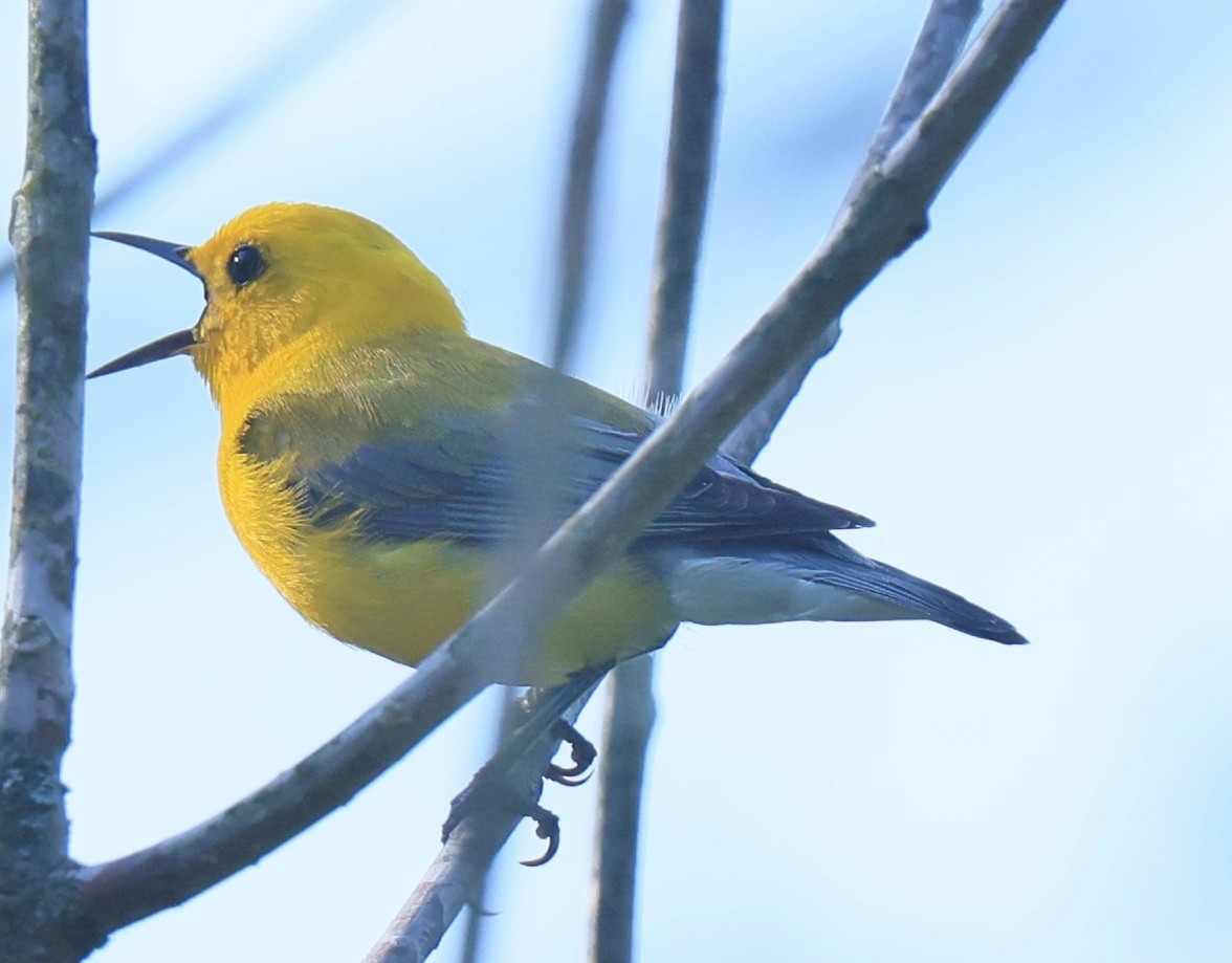 Prothonotary Warbler - ML591011651